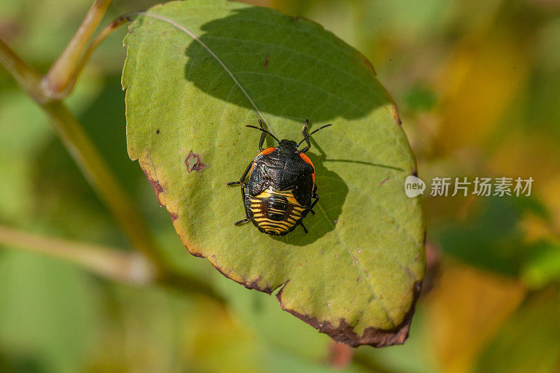 Larve de punaise verte fétide, (Acrosternum hilare), green stink bug nymph or green soldier bug nymph, Nezarini, Pentatominae Pentatomidae.